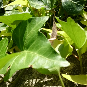 茶色いバッタさんの画像