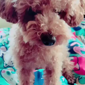 ルーク 玲於の画像