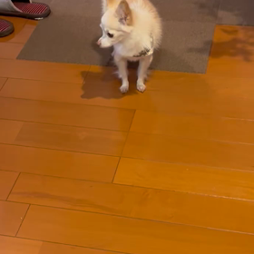 今朝のミルクちゃんの画像