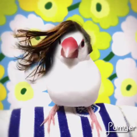 髪なびく文鳥の画像