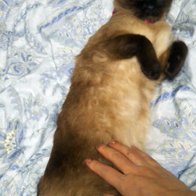 ぷりん(ΦωΦ)入院継続(._.)の画像