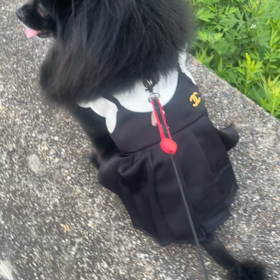 2023年10月27日 トリミングの画像