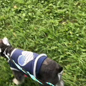 ♪お散歩動画♪代々木公園♪の画像