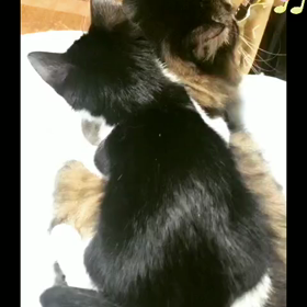 保護猫ちゃん来た～の画像