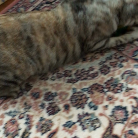 新しいオモチャ〜＼(^ω^)／の画像