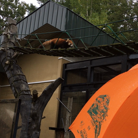 旭山動物園③の画像