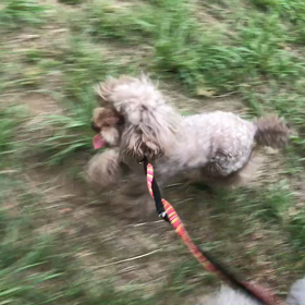 ♪お散歩動画♪代々木公園♪の画像