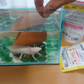 ある日急にの画像