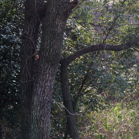 初鳴き！の画像