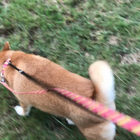 ♪お散歩動画♪砧公園♪の画像