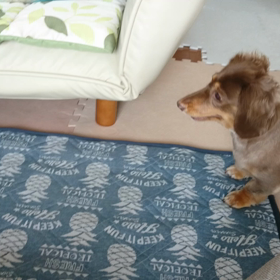 おもちゃ→キャッチ☆の画像