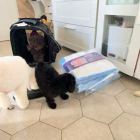 ケアの子達つづきの画像