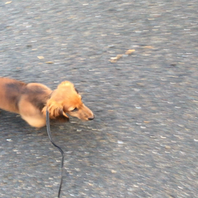 お散歩？デビュー♫の画像