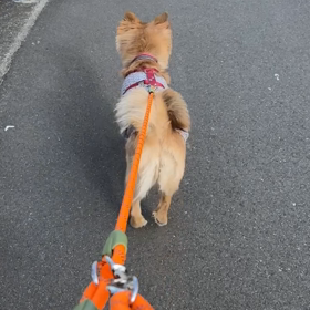 あさんぽの画像