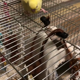 セバスチャンから一言伝言。の画像