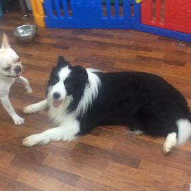 仲良しのこたろう君&ピースの画像