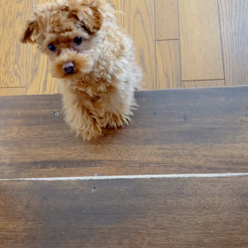 初めて階段登ってみたやつの画像