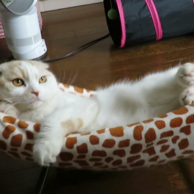 5/7 王子とハンモック…動画編。の画像