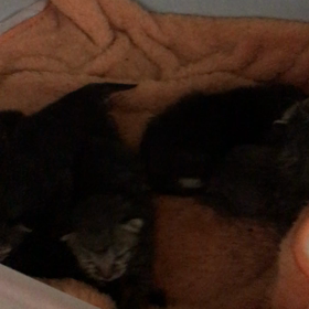 子猫達の大合唱！の画像