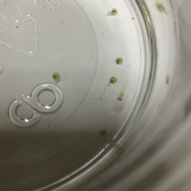 産まれました〜の画像