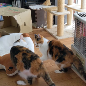 暖かいバトル　パート２！！の画像