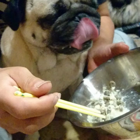 とめ吉お兄ちゃん 闘病記録７日目の画像