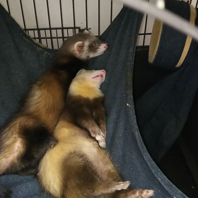 ひたすら…眠いですの画像