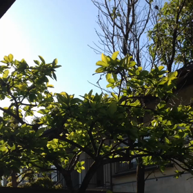 気分はリゾートの画像