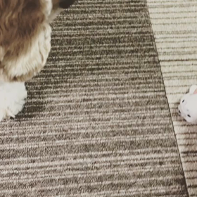 アザラシのゴマちゃん。の画像