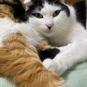 平和な日常に感謝の画像