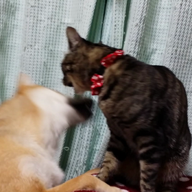 ももちゃん強しσ(￣∇￣;)の画像