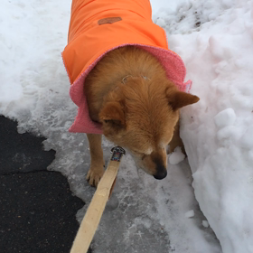 コーラルの画像