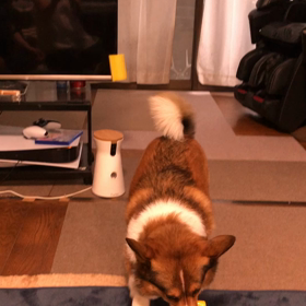 私の癒しの画像