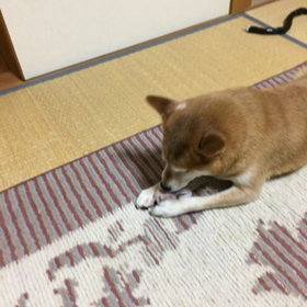 おねえちゃんからもらったしーちやんの画像