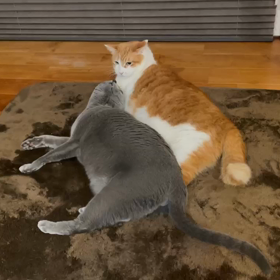 ファイッの画像