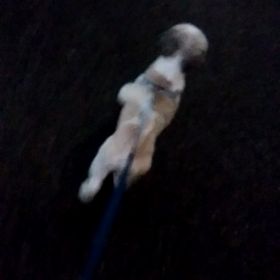 おとまり　マロくんの画像