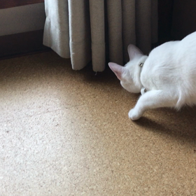 久しぶりのネズミの画像