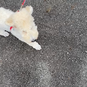 お散歩☆の画像