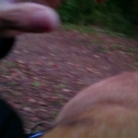 茶トラえもん 動画の画像