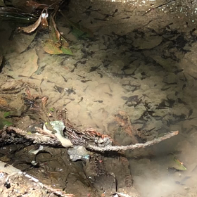 赤ガエルの卵！？の画像
