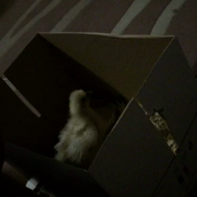 今日のサクラの画像