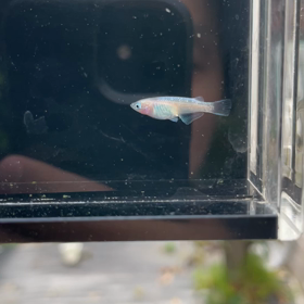 王鱗ピンク系？？群遊めだかです。の画像