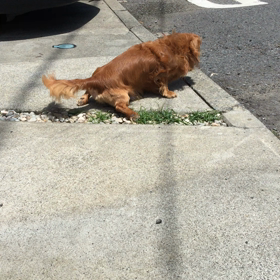 歩けるって凄い！の画像