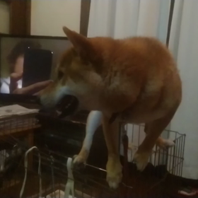 源次郎おねだりパフォーマンス（笑）の画像