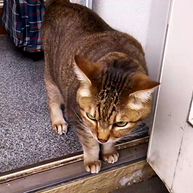 雨は苦手の画像