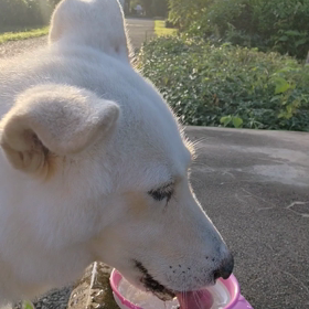 今日のシロくんの画像