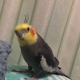 ご機嫌な時は冠羽もオッケーの画像