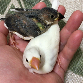 すくすく2の画像