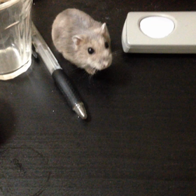 ハムスターわさびの気分転換の画像