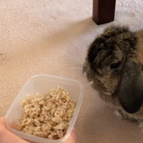 しろ対ちゃいろ対みどり⁈の画像